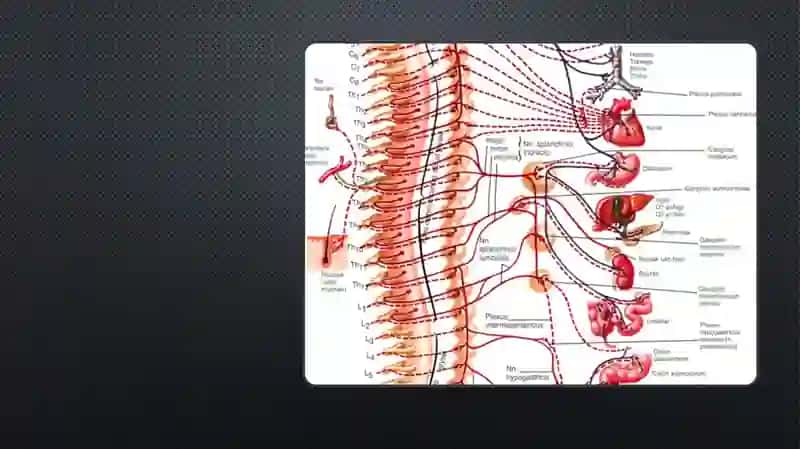 Avtonom nerv tizimining umumiy ta'rifi 3
