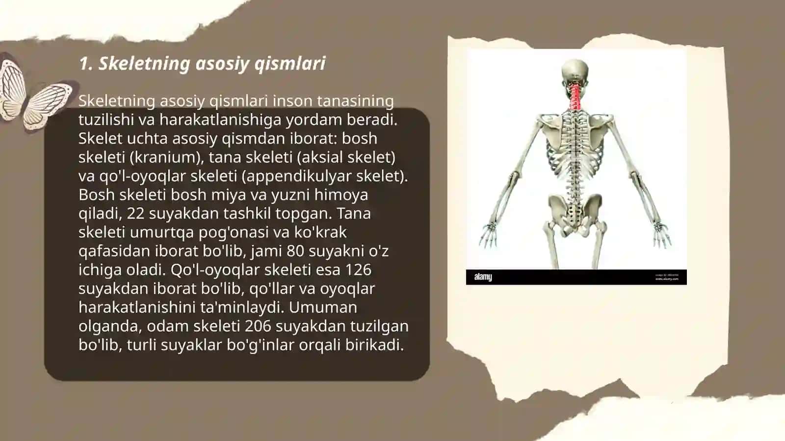 Odam skeletining tuzulishi 3