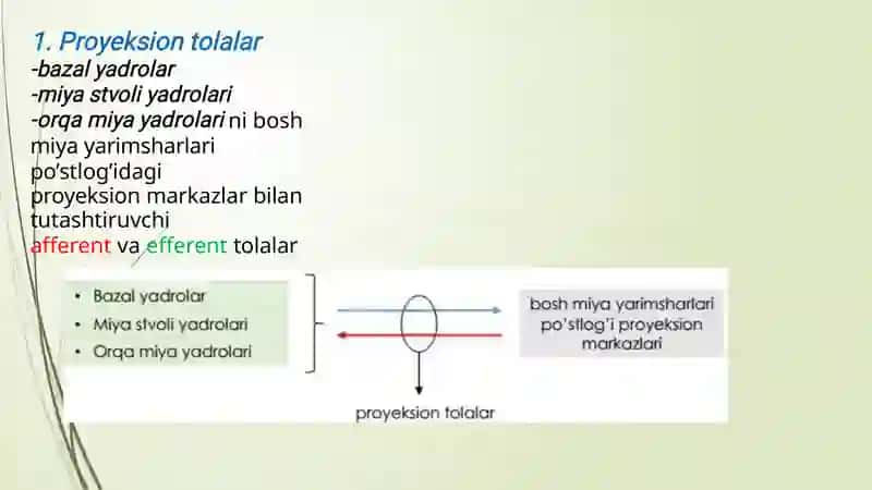 Bosh miya Yarimsharlar po'stlog'i ( telencephalon) Anatomiyasi 3