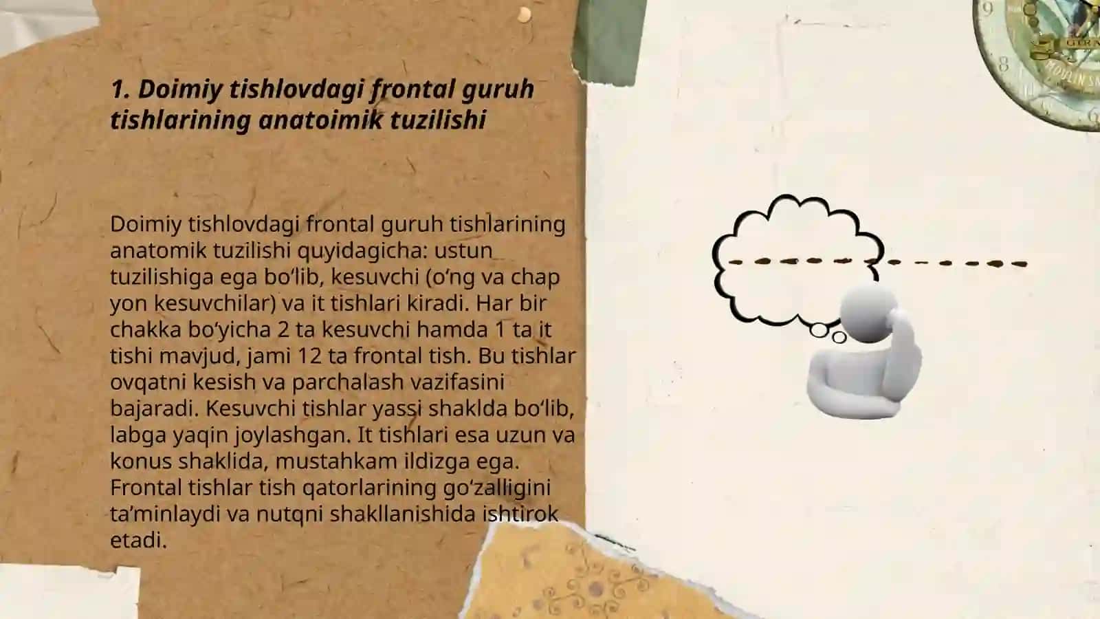 Doimiy tishlovdagi firontal guruh tishlarining tuzilishi 3