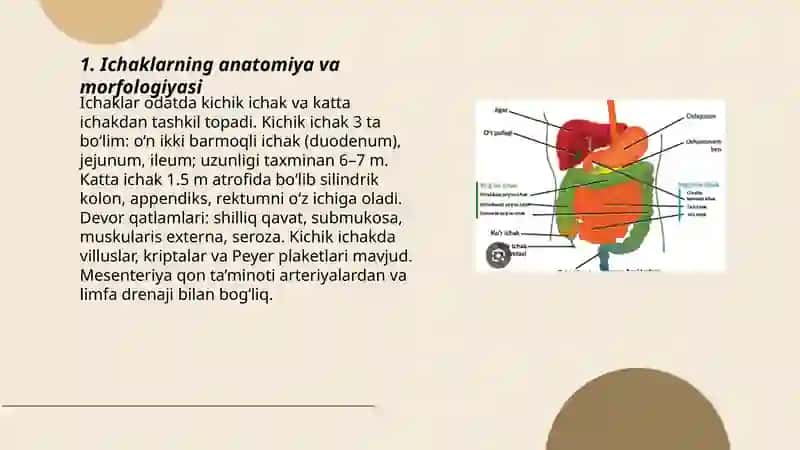 Ichaklarning anatomiya va morfologiyasi 3