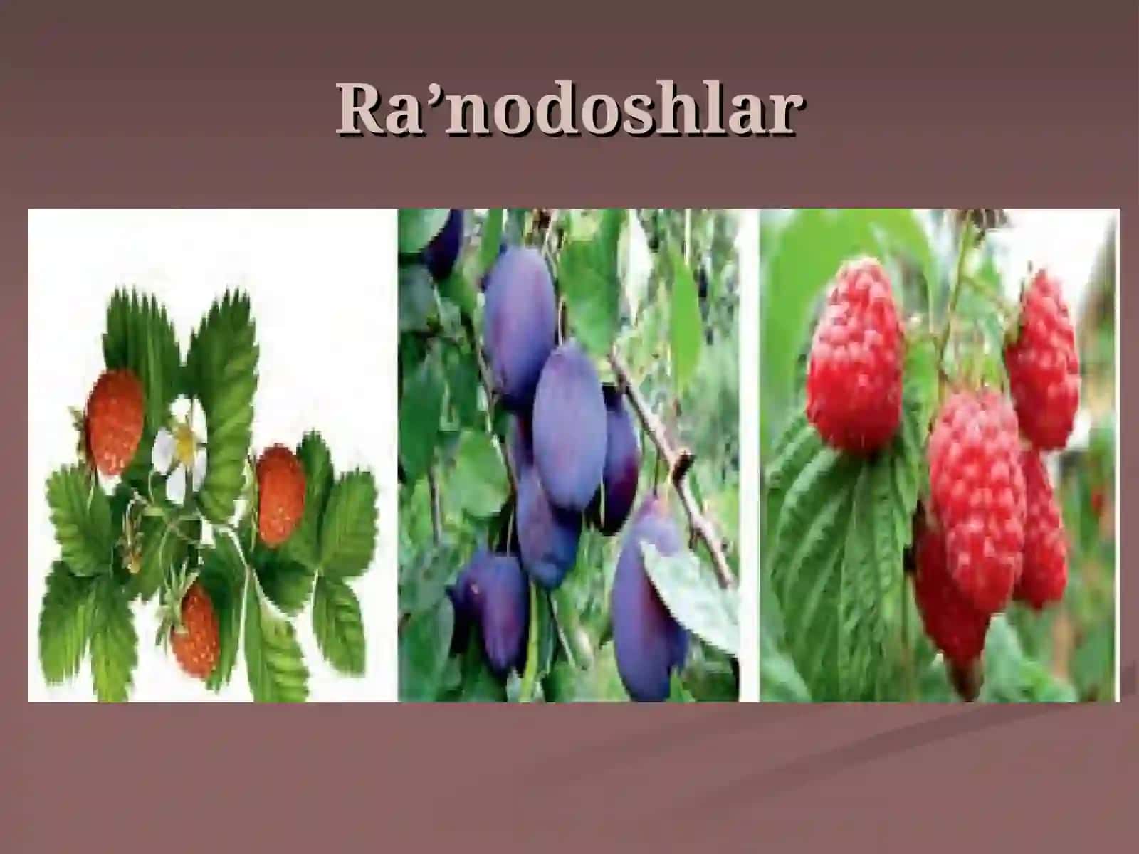 Ra’nodoshlar oilasi 3