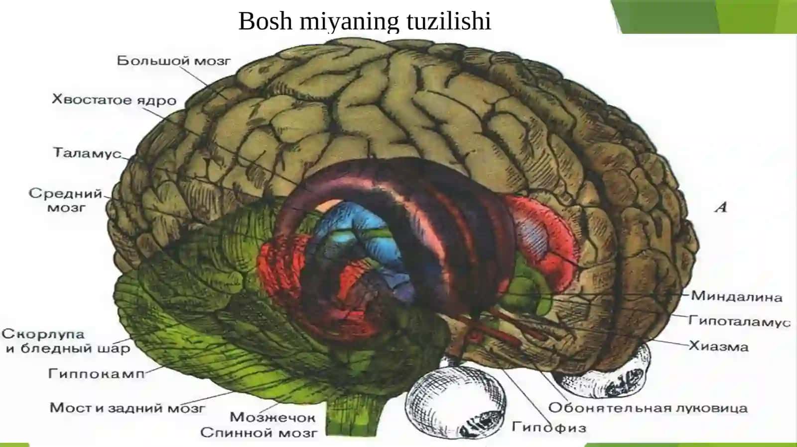 Bosh Miya Nervlarning Tuzilishi 3