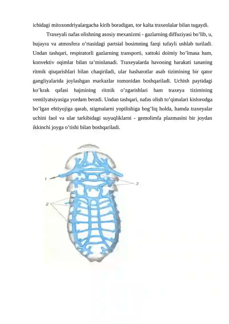 Nafas olish fiziologiyasi 3