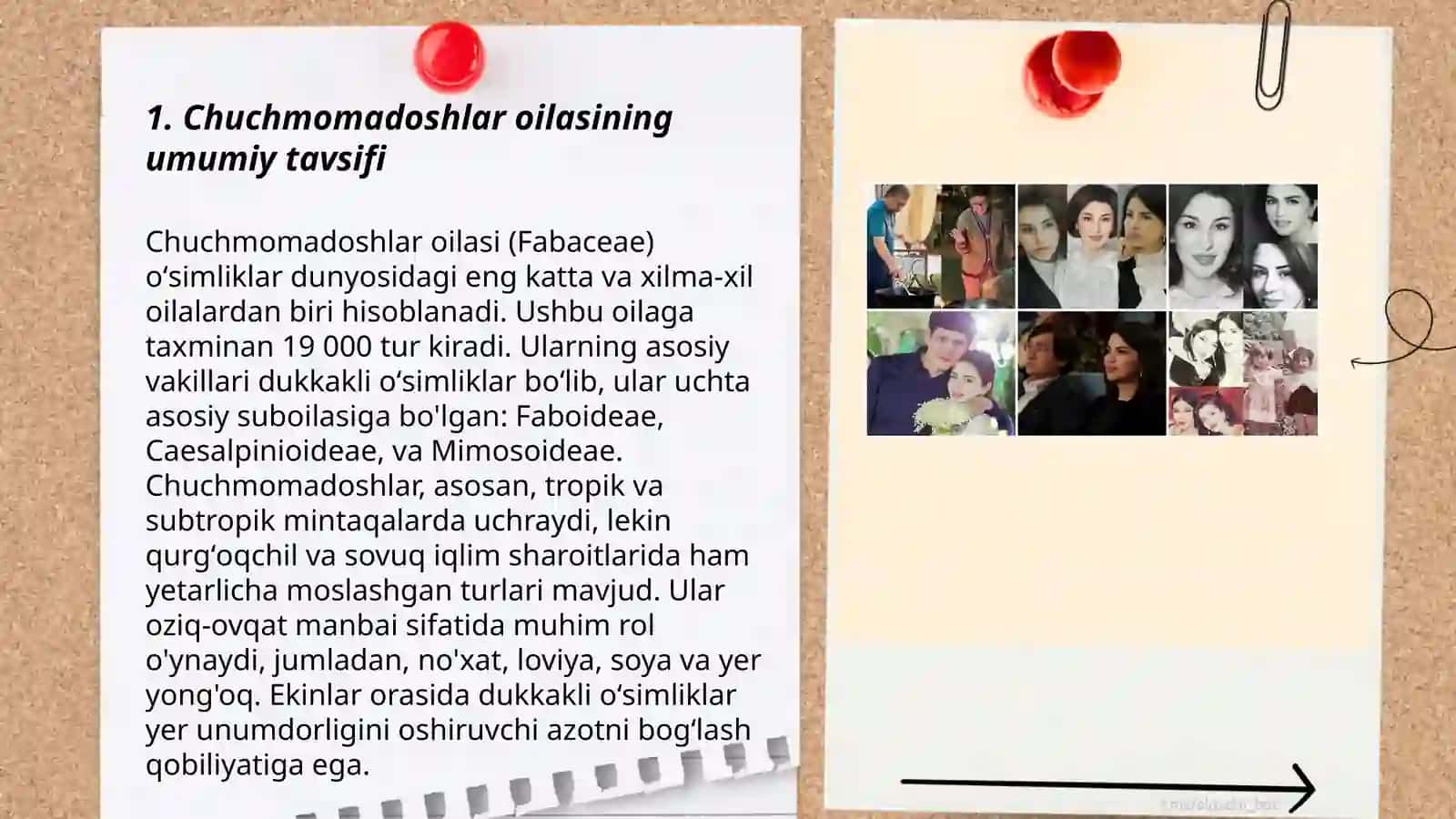 Chuchmomadoshlar oilasi 3