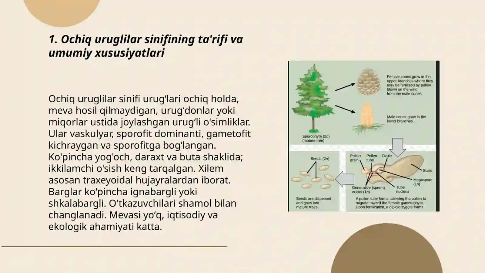 Ochiq uruglilar sinifi 3