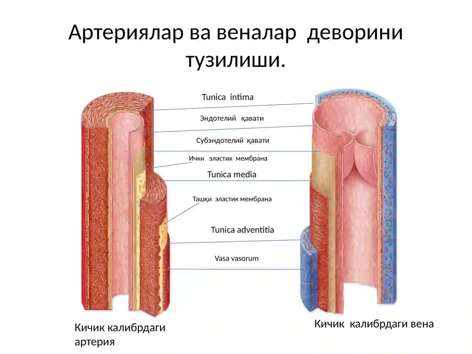 Юрак қон-томир системаси 1 3