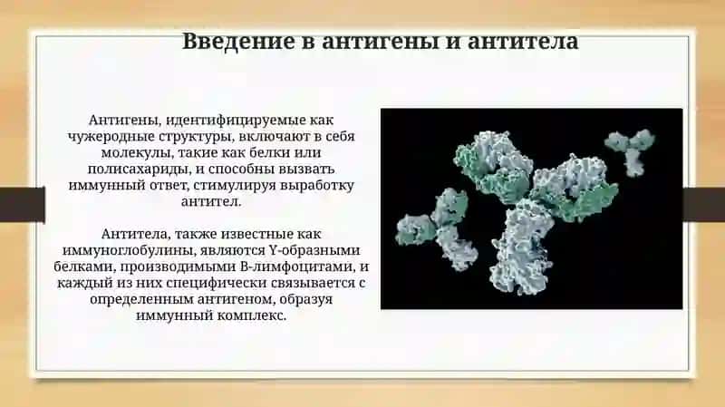 Презентация темы: Антиген и антитела 3