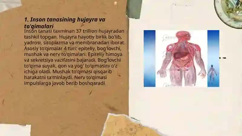 Inson tanasining hujayra va to'qimalari 3
