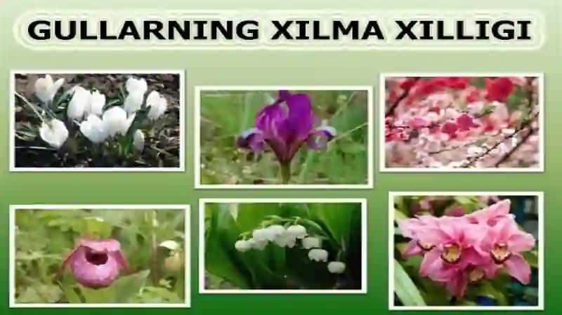 Gullarning xilma-xilligi 3