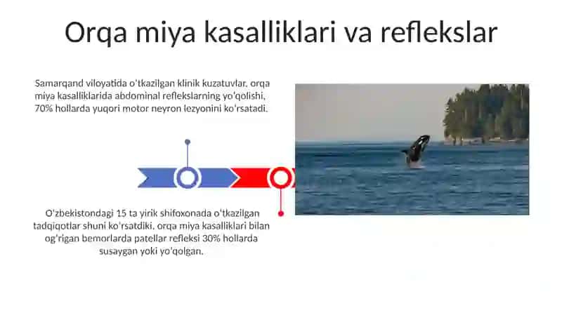 Orqa miya reflekslari 3