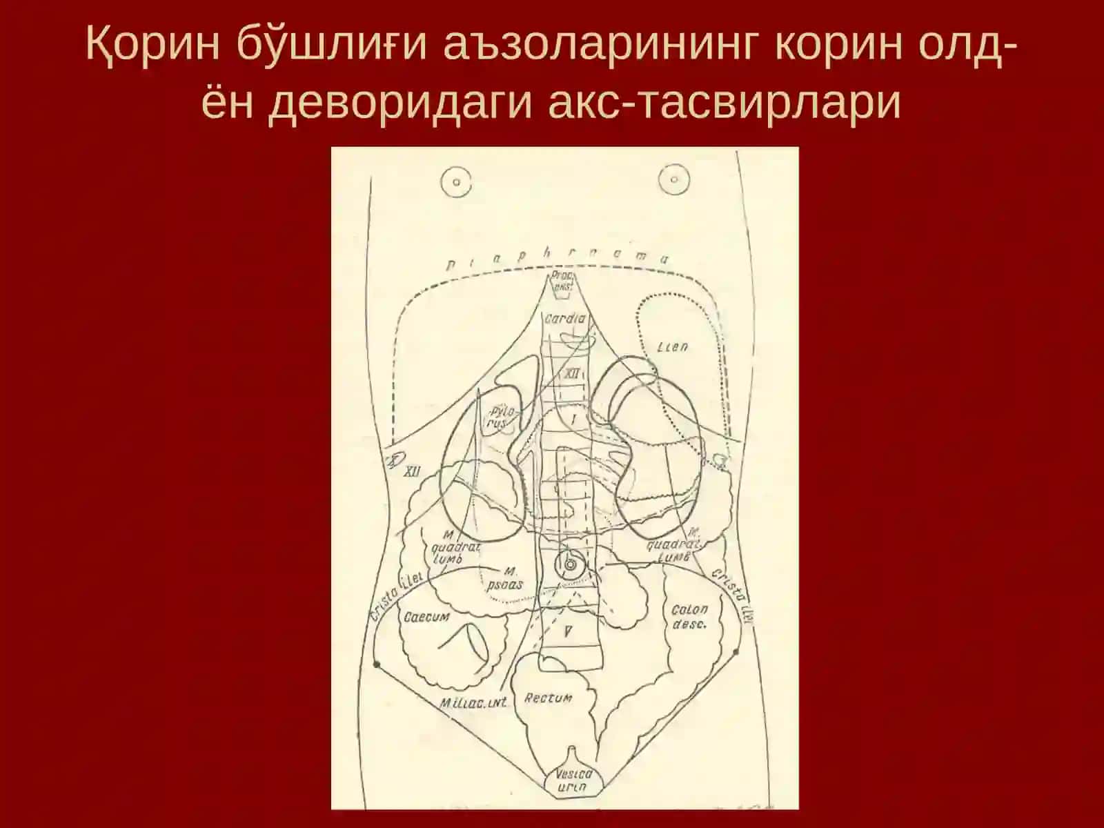 Қорин олд-ён деворининг жарроҳлик анатомияси 3