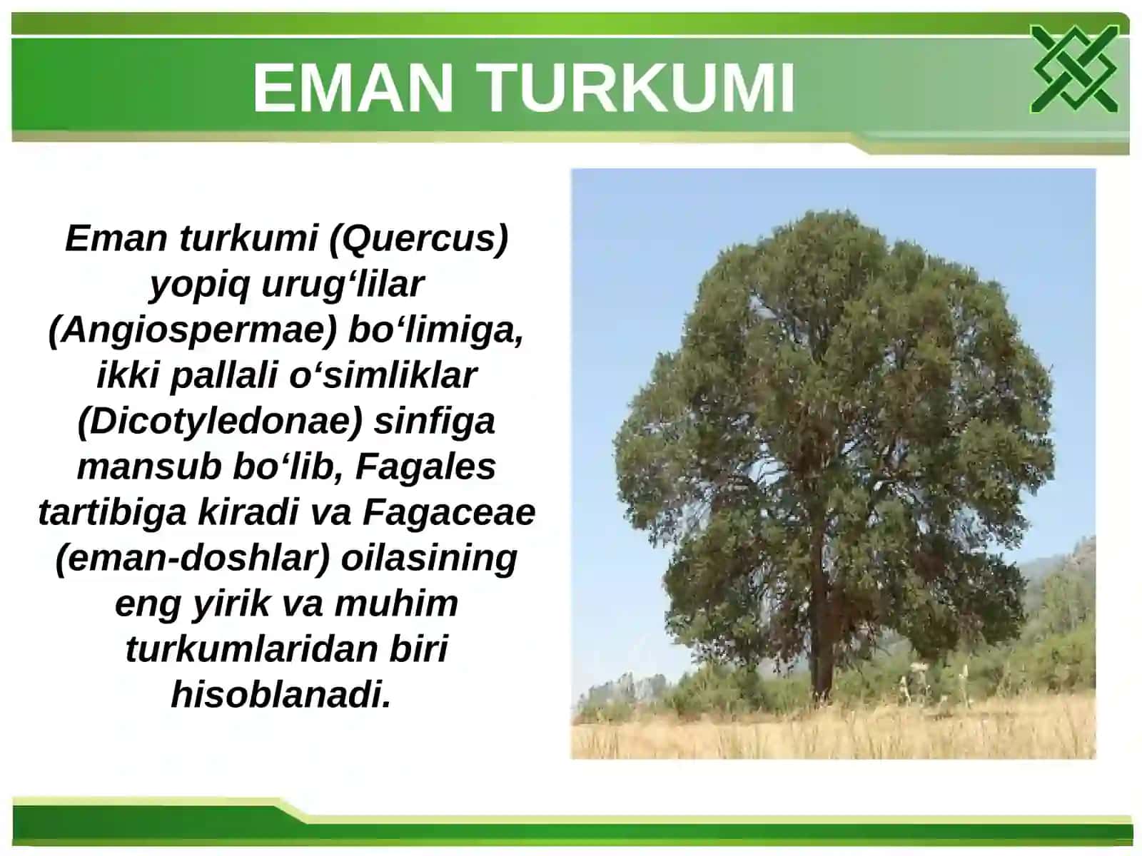 Eman turkumining umumiy tavsifi 3