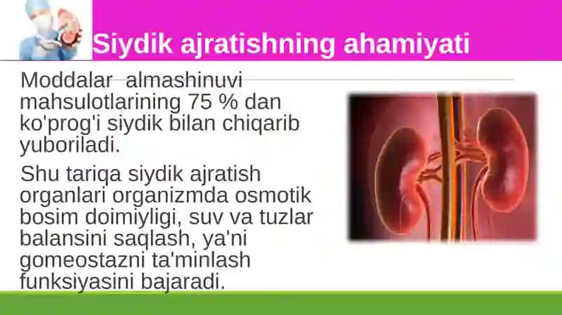 Siydikayrish organlarining tuzilishi 3