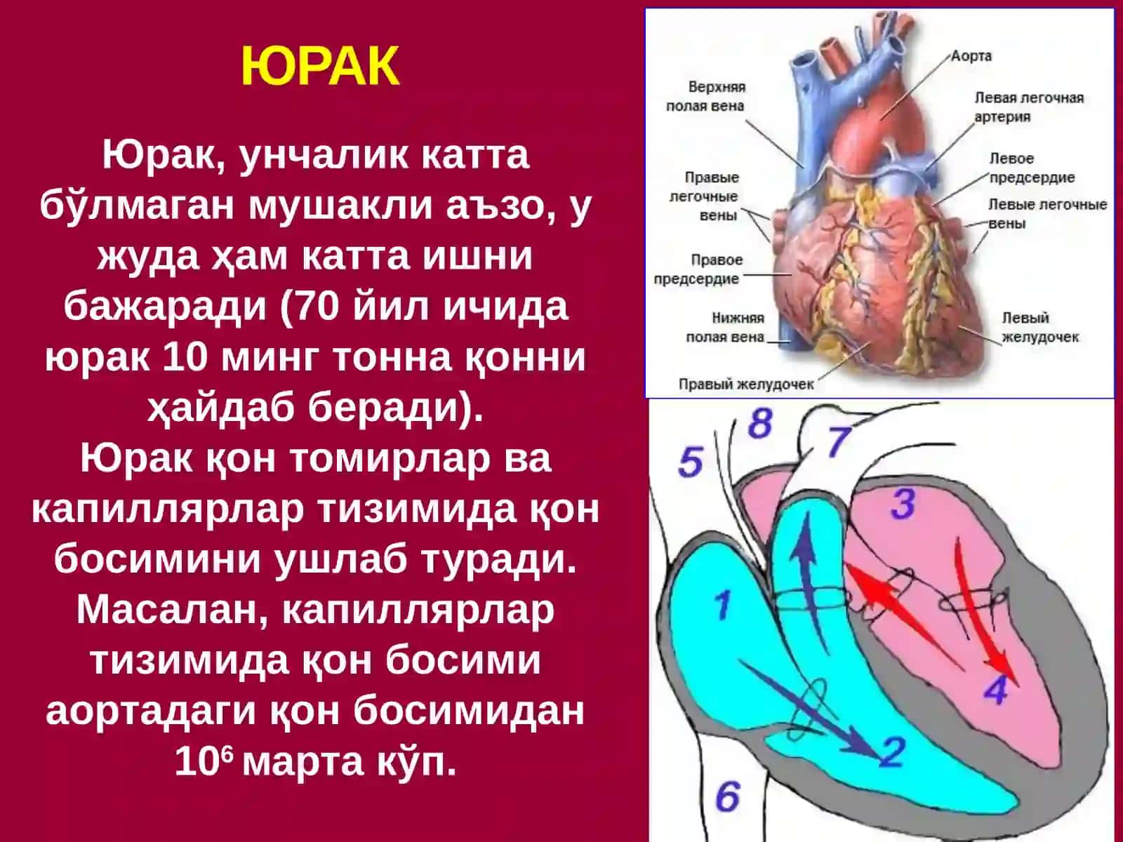 Қон томирлар оператив жарроҳлиги 3