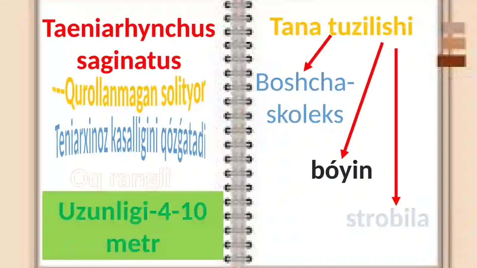 Tasmasimon chuvalchanglar 3