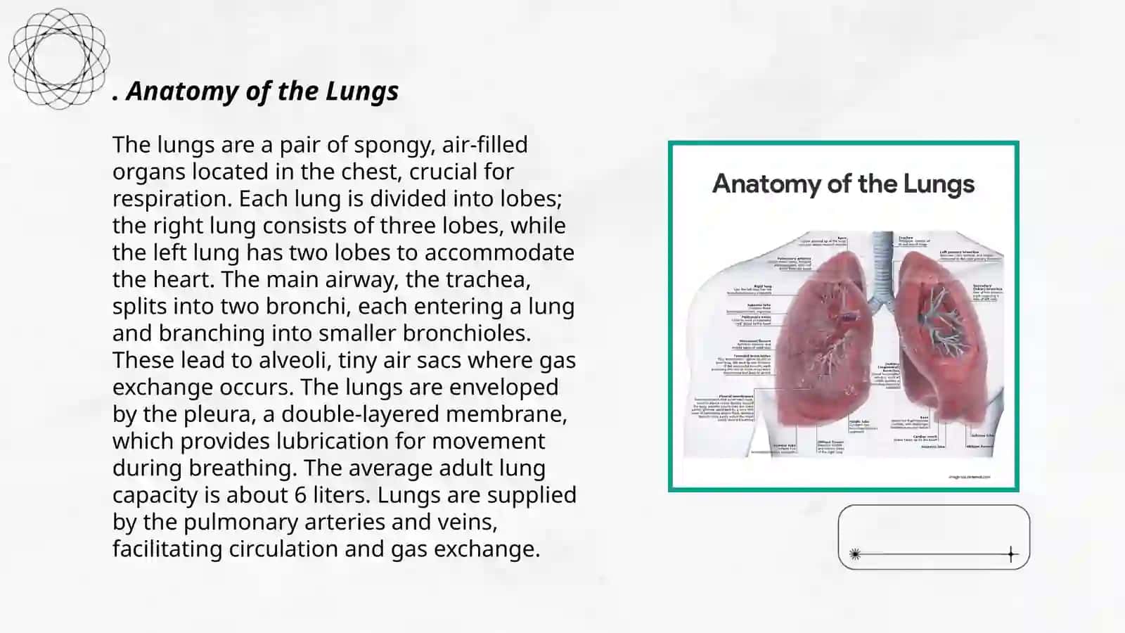 Lungs and pulmonary system 3