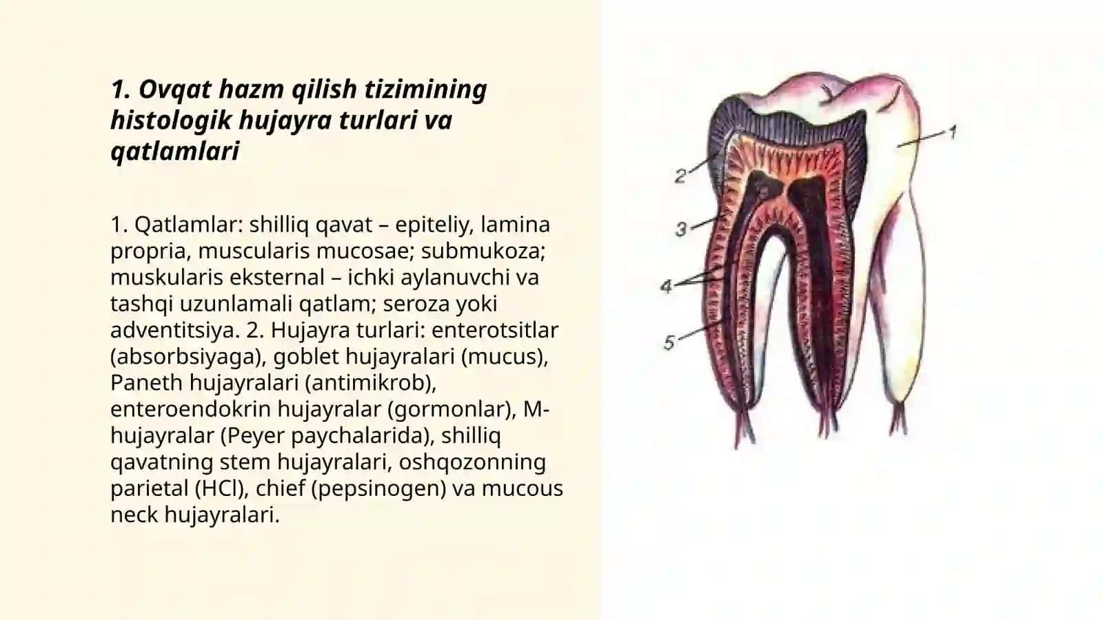 Ovqat hazm qilish gistalogiyasi 3