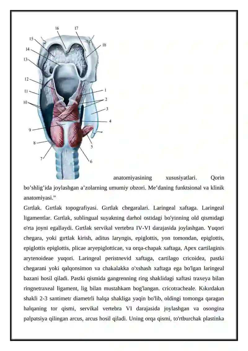 Halqumning funktsional va topografik anatomiyasi 3