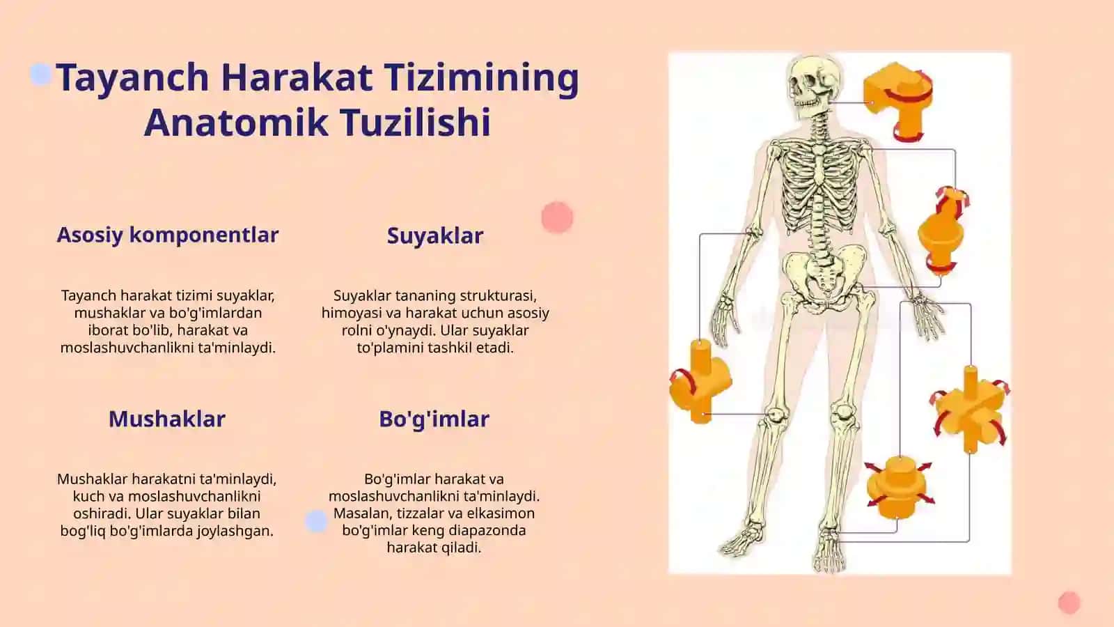 Tayanch harakat tizimi onto filogenezi 3