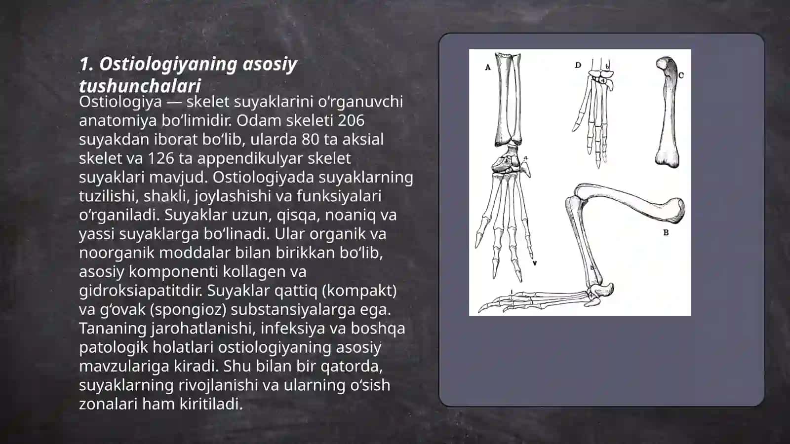 Ostiologiya 3
