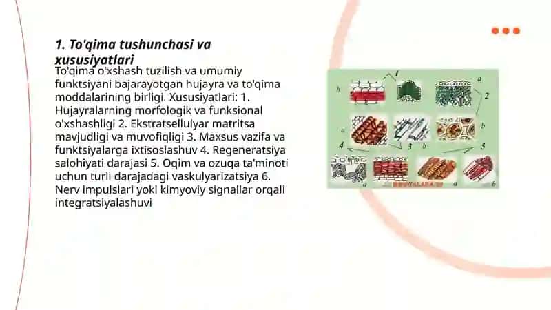 To'qimalar haqida tushincha 3