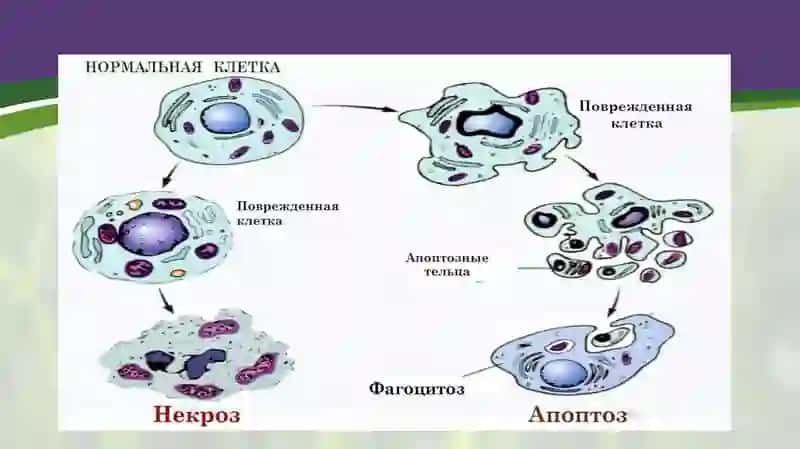 apoptozmexanizmi 3