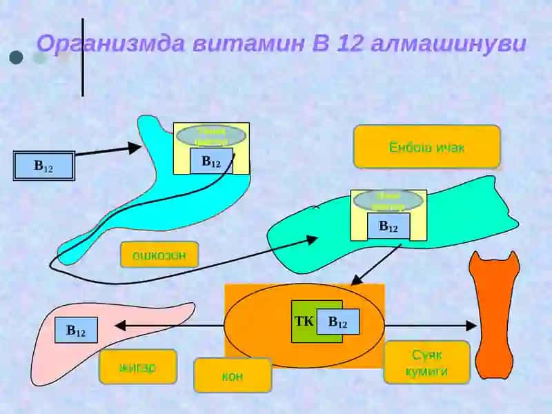 Мегалобласт  анемиялар 3