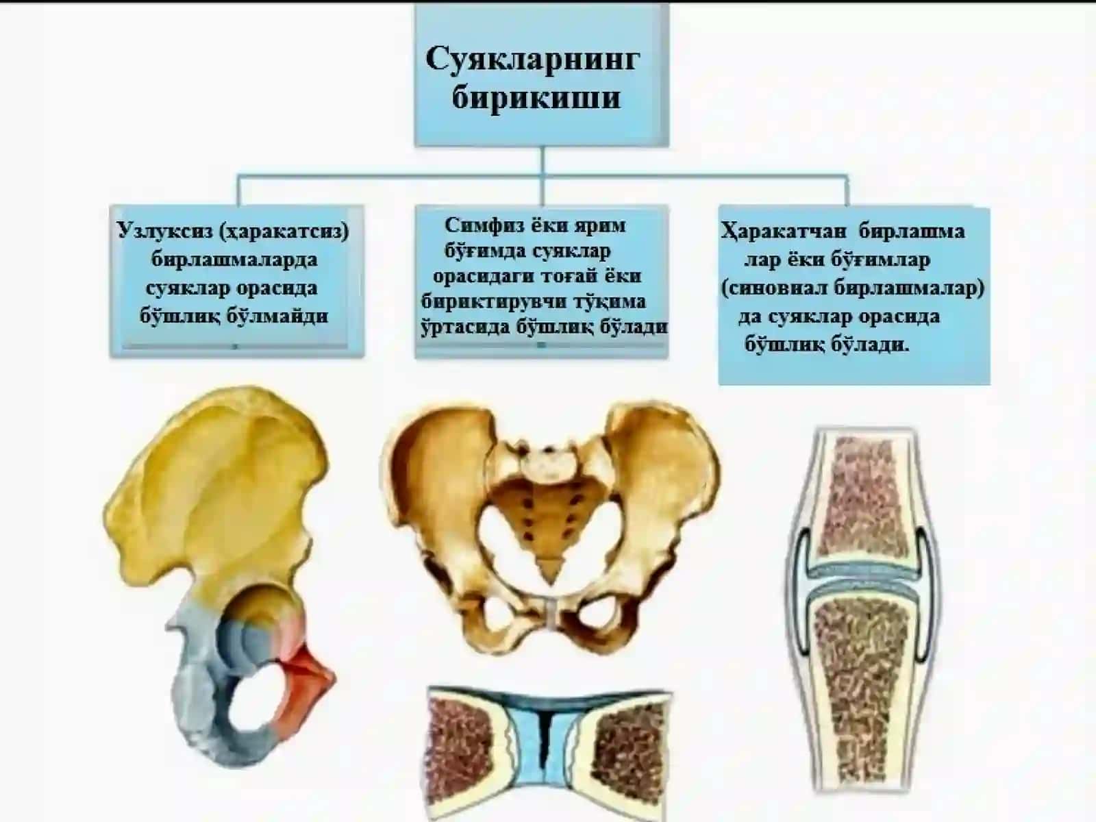 СИНДЕСМОЛОГИЯ 3