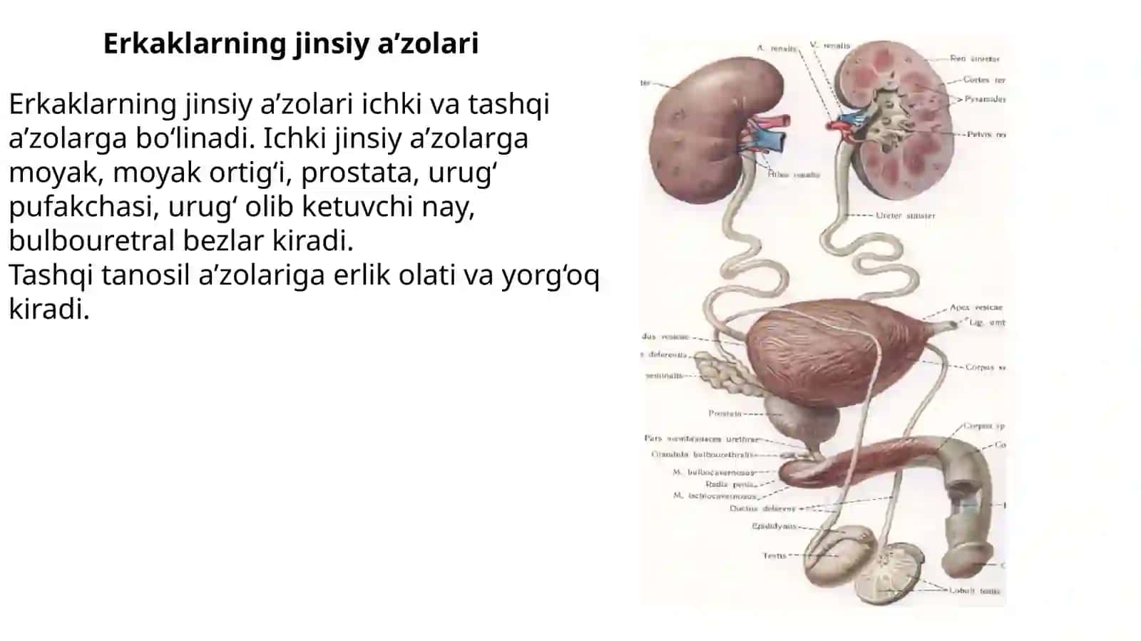 JINSIY A‘ZOLAR TIZIMI 3