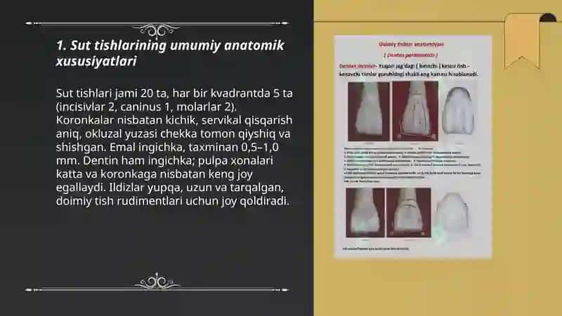 Sut tishlarining anatomiyasi va fizialogiyasi 3