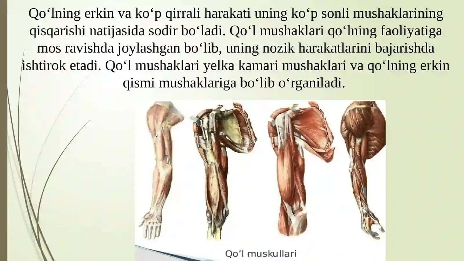 QO‘L VA OYOQ MUSKULLARINING TUZILISHI VA JOYLASHISHI 3