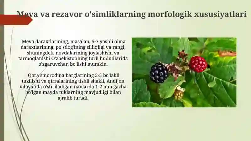 Meva va rezavor o'simliklar 3