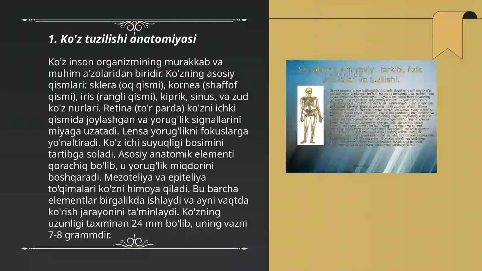 Ko'z tuzilishi anatomiyasi 3