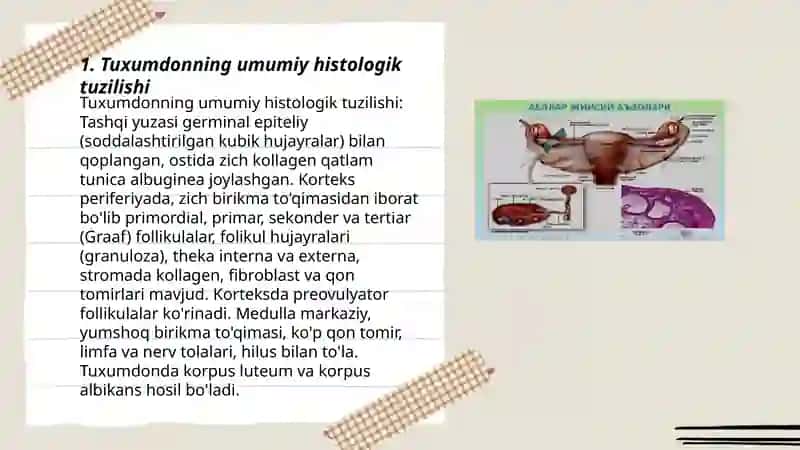 Ayollar jinsiy sistemasi.Tuxumdon gistalogiyasi 3