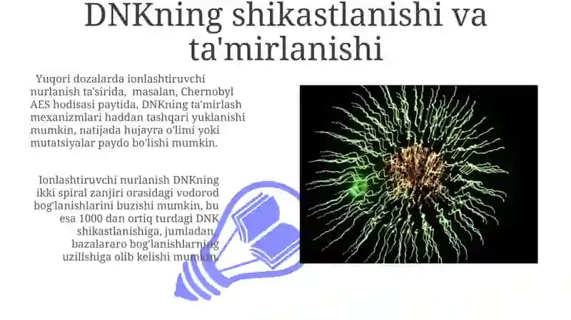 DNKning shikastlanishi va ta'mirlanishi 3