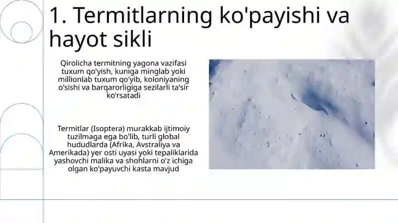 Termitlar turkumi- Isoptera 3