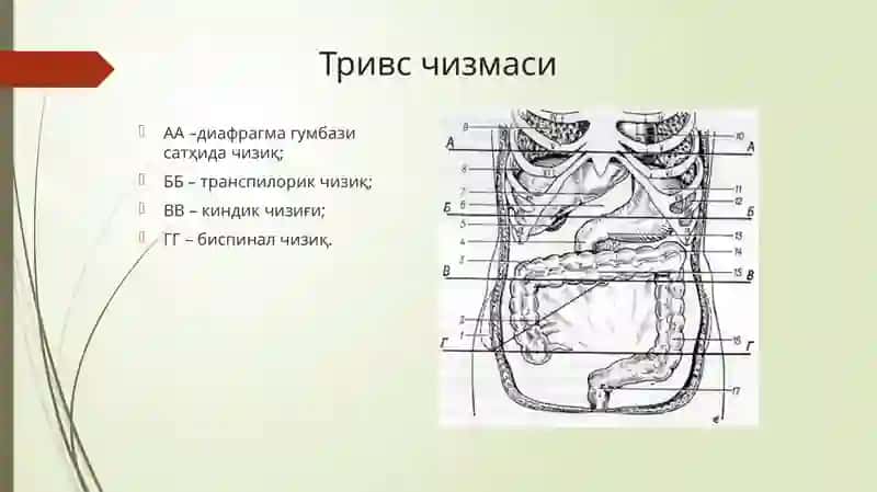 Қоринолд-ёндеворининг жарроҳлик анатомияси 3