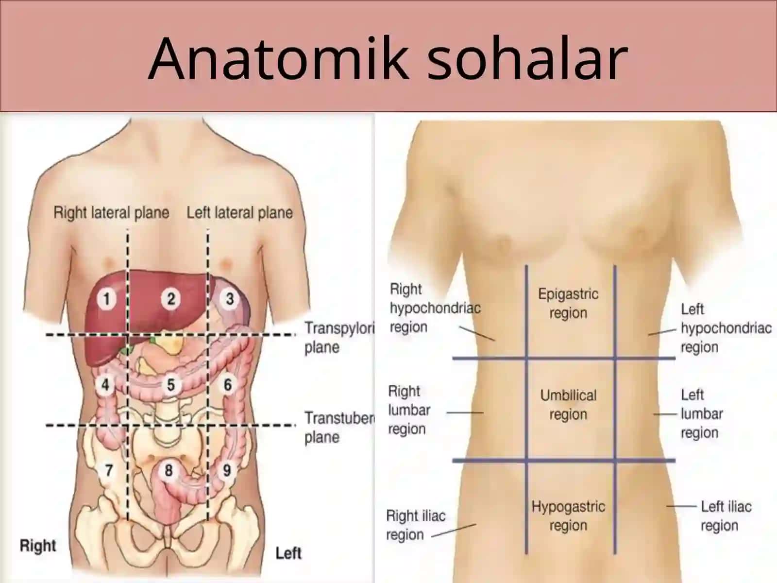 Splanchnologia 3