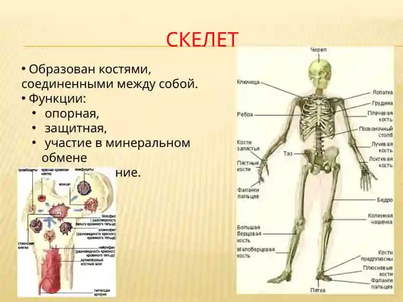 Скелет 3