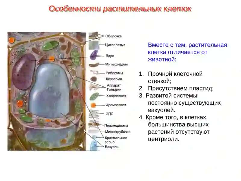 Особенности строения растительных клеток 3