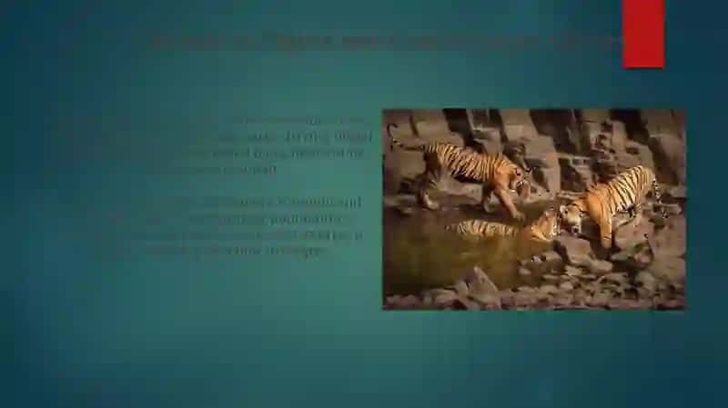 Facts about Tigers 3