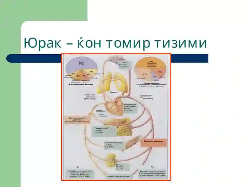 Томирлар тизими патофизиологияси 3