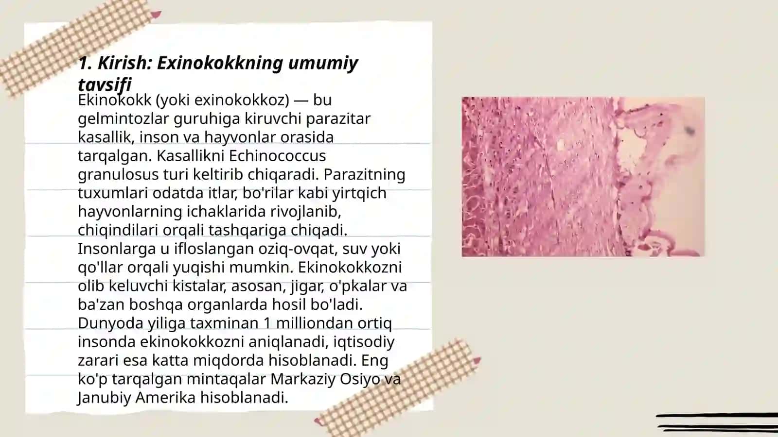 Exinokkokning hayot sikli 3