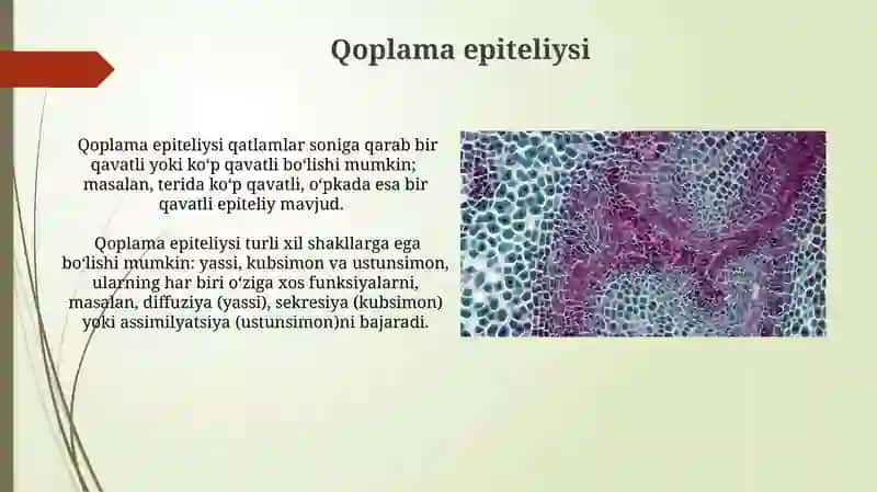 Epiteliy to'qimasi 3