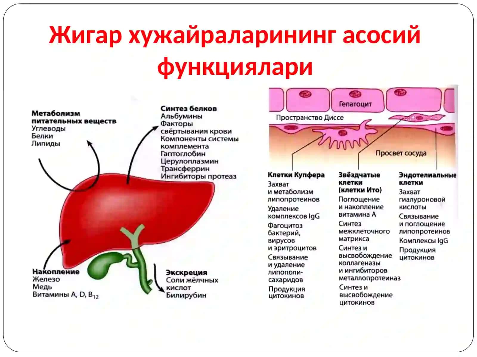 Жигар касалликлари лаборатор диагностикаси 3