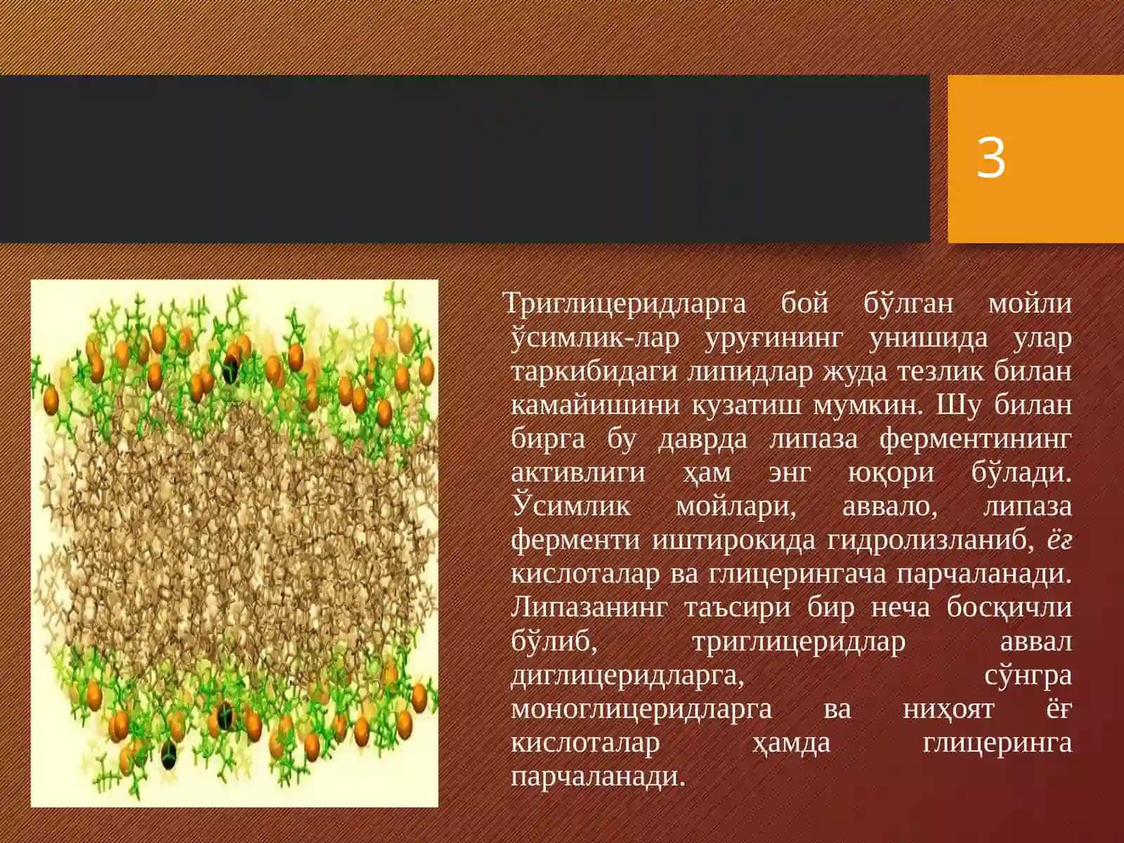 Ўсимликларда липидлар алмашинуви 3