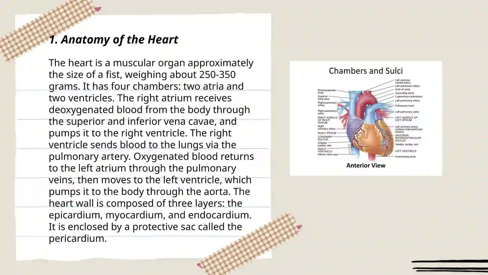 Heart and vascular system 3