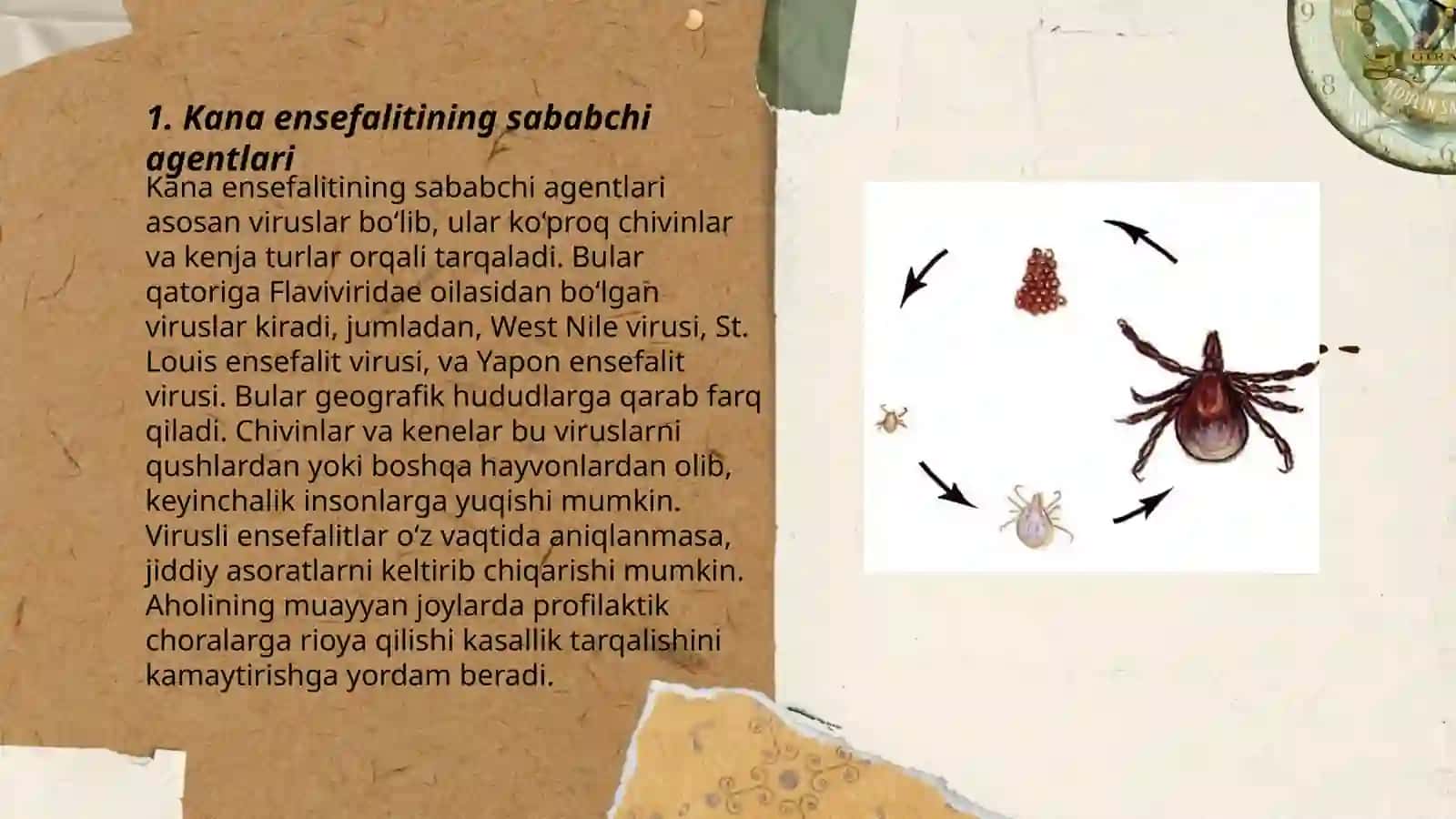 Kana ensefaliti etiologiyasi, epidemiologiyasi, klinikasi, davolash va profilaktikasi 3