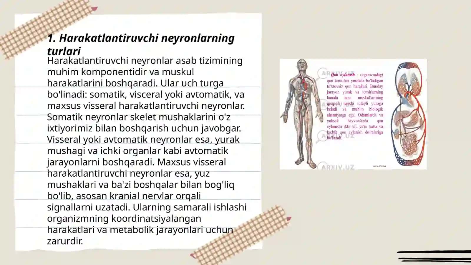 Harakatlantiruvchi neyronlarning turlari 3